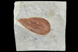 Fossil Hackberry (Celtis) Leaf - Montana #105201-1